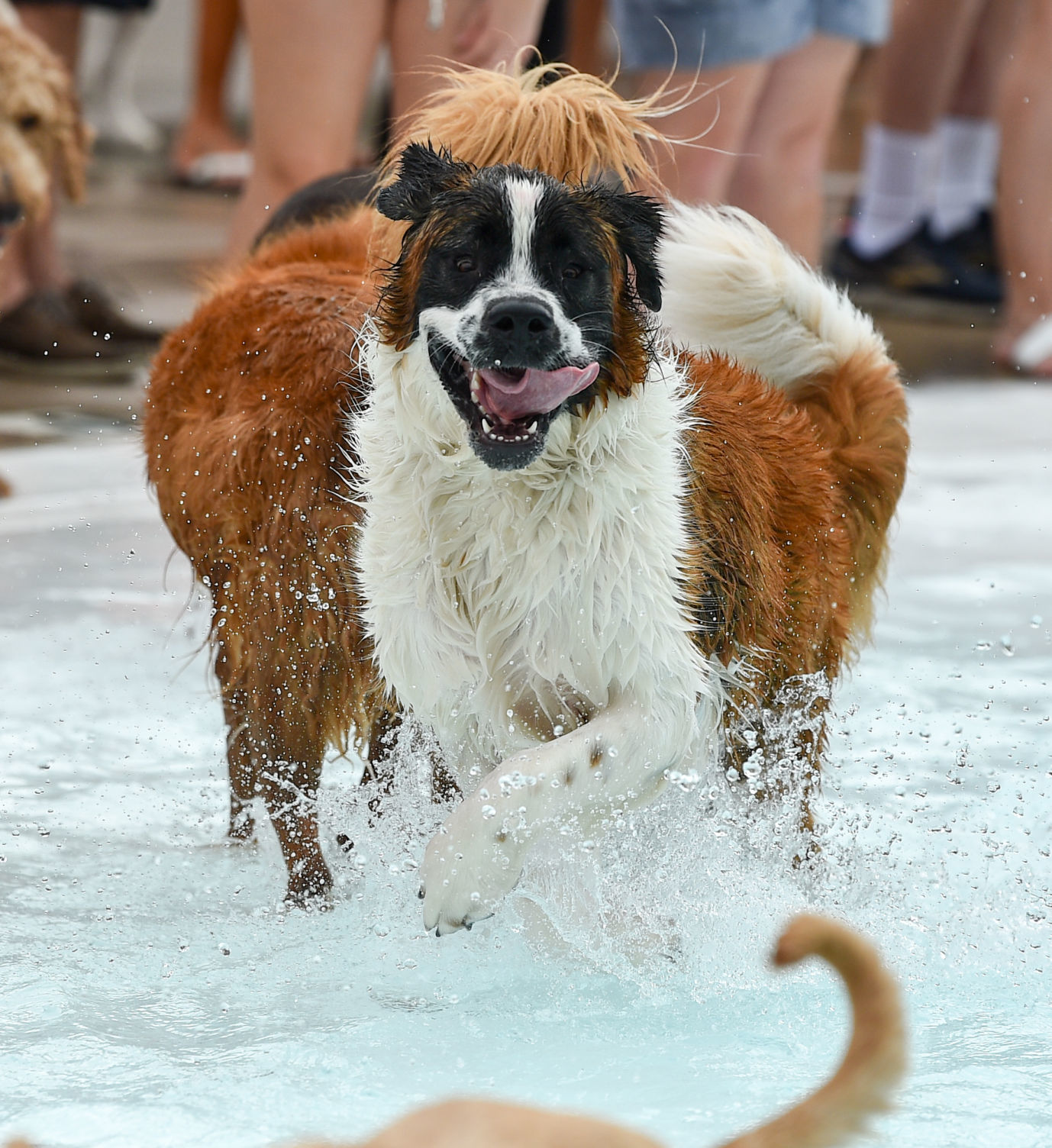 082919-bet-doggysplash-129a.JPG